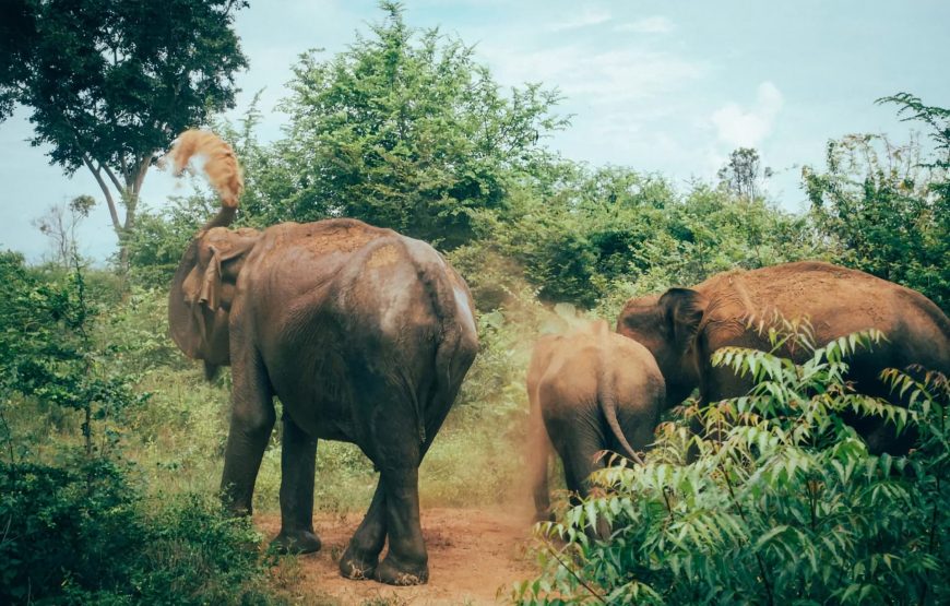 Sri Lanka Splendor Tour: Heritage, Wildlife, and Coastal Charm