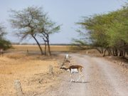 Gujarat Wildlife Escape: Blackbuck Safari from Vadodara