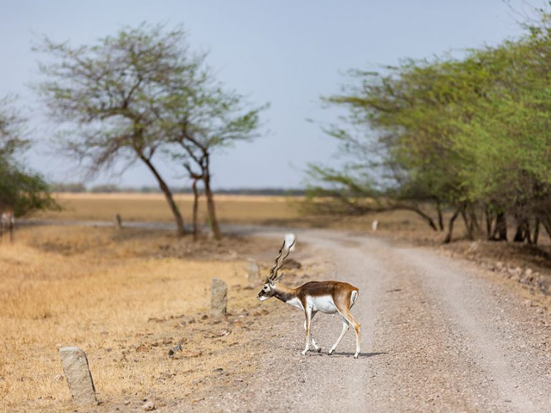 Gujarat Wildlife Escape: Blackbuck Safari from Vadodara