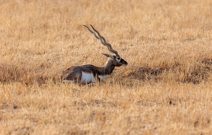 Gujarat Wildlife Escape: Blackbuck Safari from Vadodara