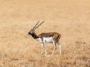 Blackbuck National Park Exploration from Rajkot