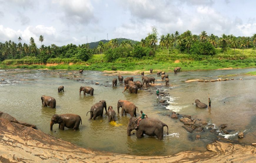 Sri Lanka Splendor Tour: Heritage, Wildlife, and Coastal Charm