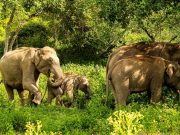 Bangalore to Bandipur Wildlife & Mysore Heritage Tour