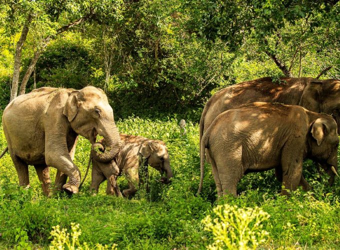 Bangalore to Bandipur Wildlife & Mysore Heritage Tour