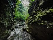 Dehradun Discovery: City and Cultural Tour