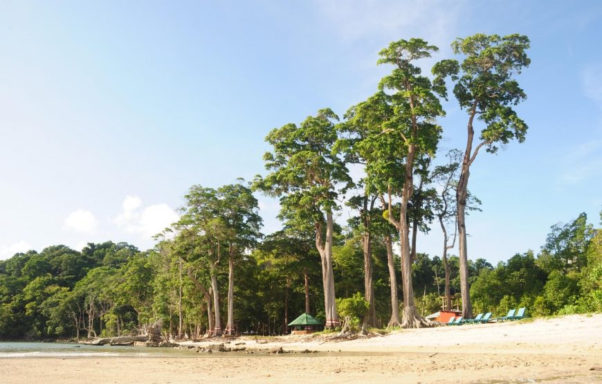 Tropical Wonders of Andaman: A Journey Through Paradise