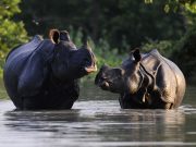 Wildlife & Cultural Splendors of Assam: Kaziranga & Majuli Island Tour