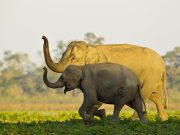 From River Islands to Tribal Villages: An Assam and Nagaland Journey