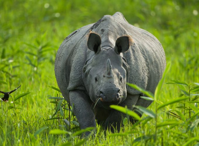 Guwahati & Kaziranga: Nature’s Heritage Tour