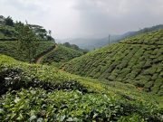 Mountains and Monasteries: Darjeeling Retreat