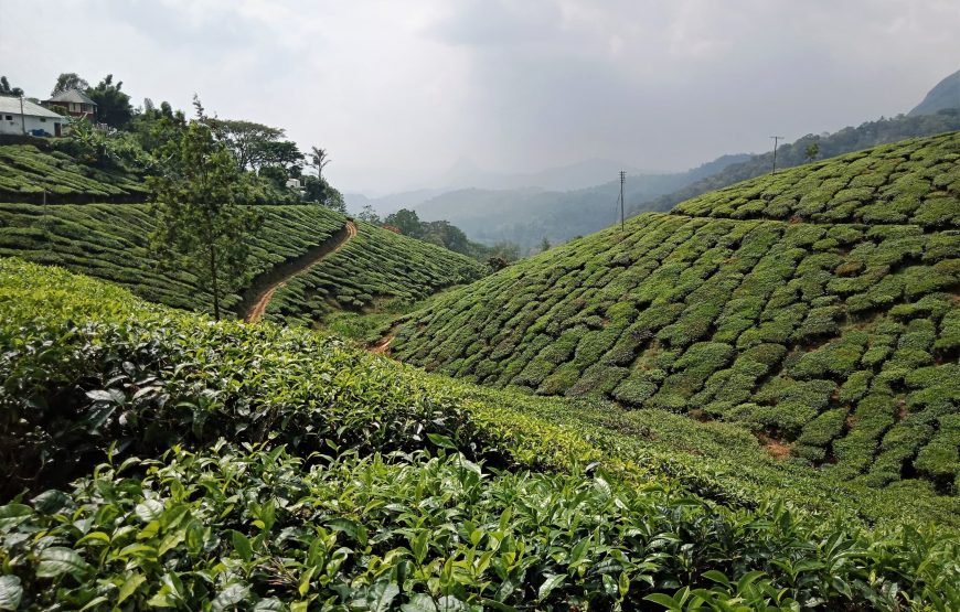 Tea & Tranquility: A Munnar Hill Station Escape