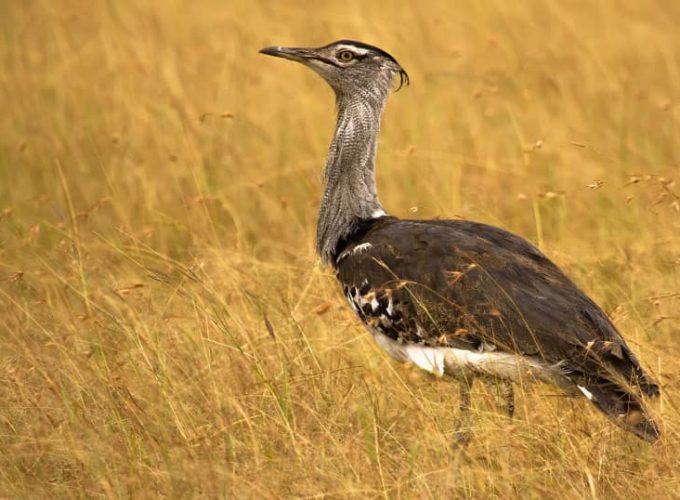 Safari and Salt Flats: Exploring Kutch’s Natural Wonders