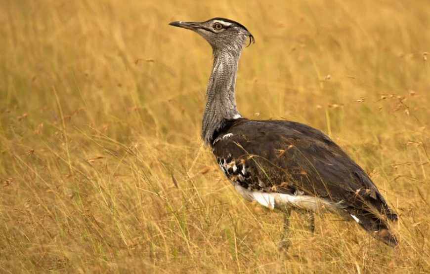 Safari and Salt Flats: Exploring Kutch’s Natural Wonders