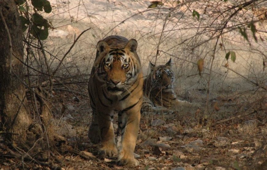 Wildlife Safari & Cultural Marvels: Ranthambore and Rajasthan Journey