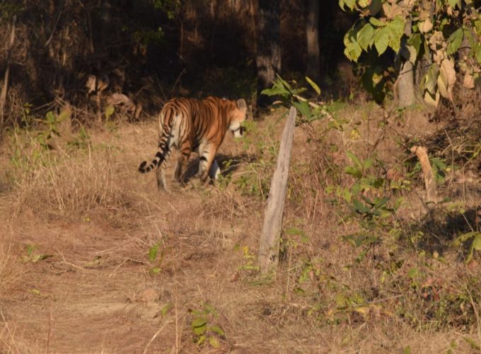 Serenity in the Hills: Pachmarhi and Satpura Experience