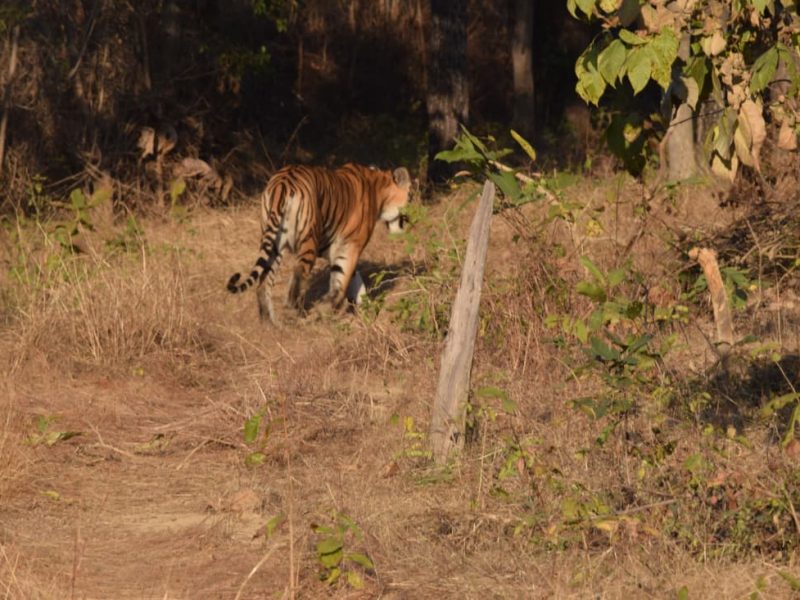Tiger Trails & Historical Marvels: Pench, Satpura & Bhopal