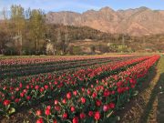 Srinagar Splendors: Mughal Gardens and Sacred Sites Tour