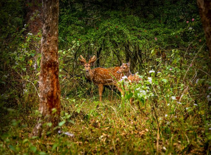 Heritage and Nature Tour: Exploring Calicut, Wayanad & Kannur